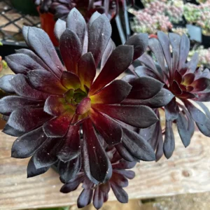 Aeonium Black Rose Live Succulent Plant – Dark Purple Foliage – 2