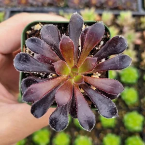 Aeonium Black Rose Succulent Plant - Live Potted Houseplant, Purple-Black Foliage - Image 3