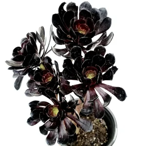 Aeonium Black Rose Succulent Plant - Live Potted Houseplant, Purple-Black Foliage - Image 6
