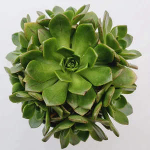 Aeonium Bronze Medal Succulent Live Plant - Crassulaceae Family - 2-2.5 Inch Rosettes - Image 3