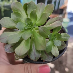 Aeonium Bronze Medal Succulent Live Plant - Crassulaceae Family - 2-2.5 Inch Rosettes - Image 5