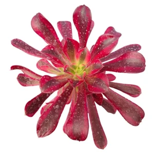 Aeonium Canary Succulent Plant - Live Succulent for Indoor & Outdoor - Image 2