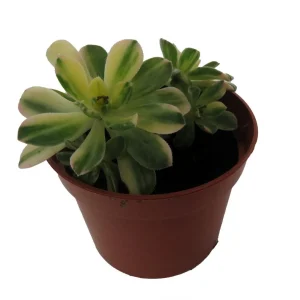 Aeonium Castello Paiva Variegata Succulent Live Plant - 2.5 inch Pot - Image 3