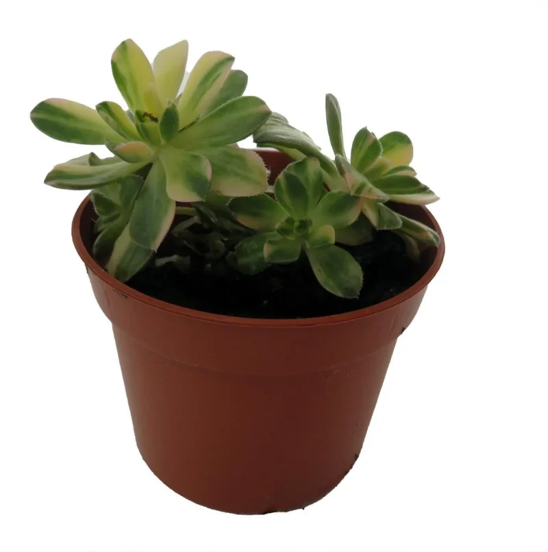 ufopflanze größe Ufopflanze Bäumchen | Pilea main image 1