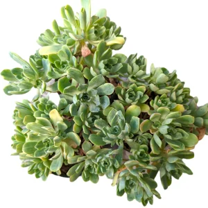 Aeonium Castello Paivae Variegata 'Suncup' Live Succulent Plant - Image 10