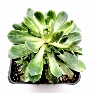 Aeonium Castello Paivae Variegata 'Suncup' Live Succulent Plant - Image 7