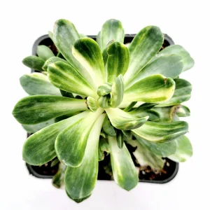 Aeonium Castello Paivae Variegata 'Suncup' Live Succulent Plant - Image 8