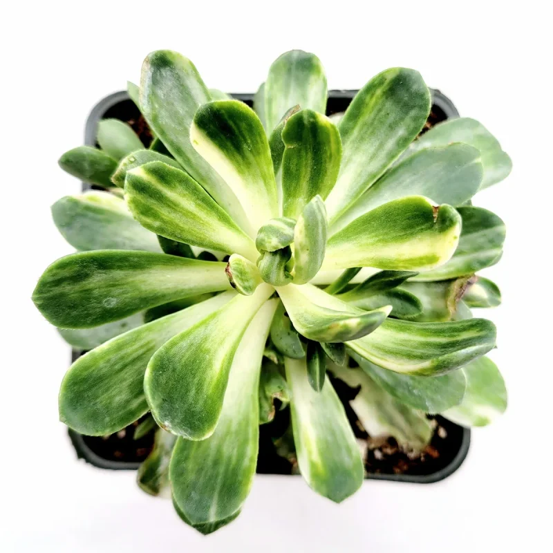 Aeonium Castello Paivae Variegata 'Suncup' Succulent Plant