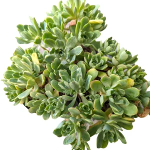 Aeonium Castello Paivae Variegata 'Suncup' Live Succulent Plant - Image 9