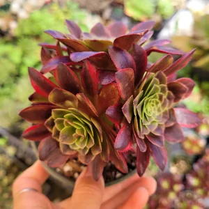 Aeonium Fiesta Succulent Plant – Live Plant – Green, Red & Burgundy Hues - Image 3