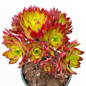 Aeonium 'Firecracker' Succulent Live Plant - 3-4 inch Rosettes, Indoor/Outdoor - Image 5