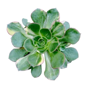 Aeonium 'Green Earth' Variegata Succulent Live Plant - Easy Care Succulent - Image 3