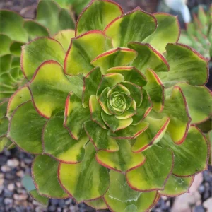 Aeonium 'Green Earth' Variegata Succulent Live Plant - Easy Care Succulent - Image 1