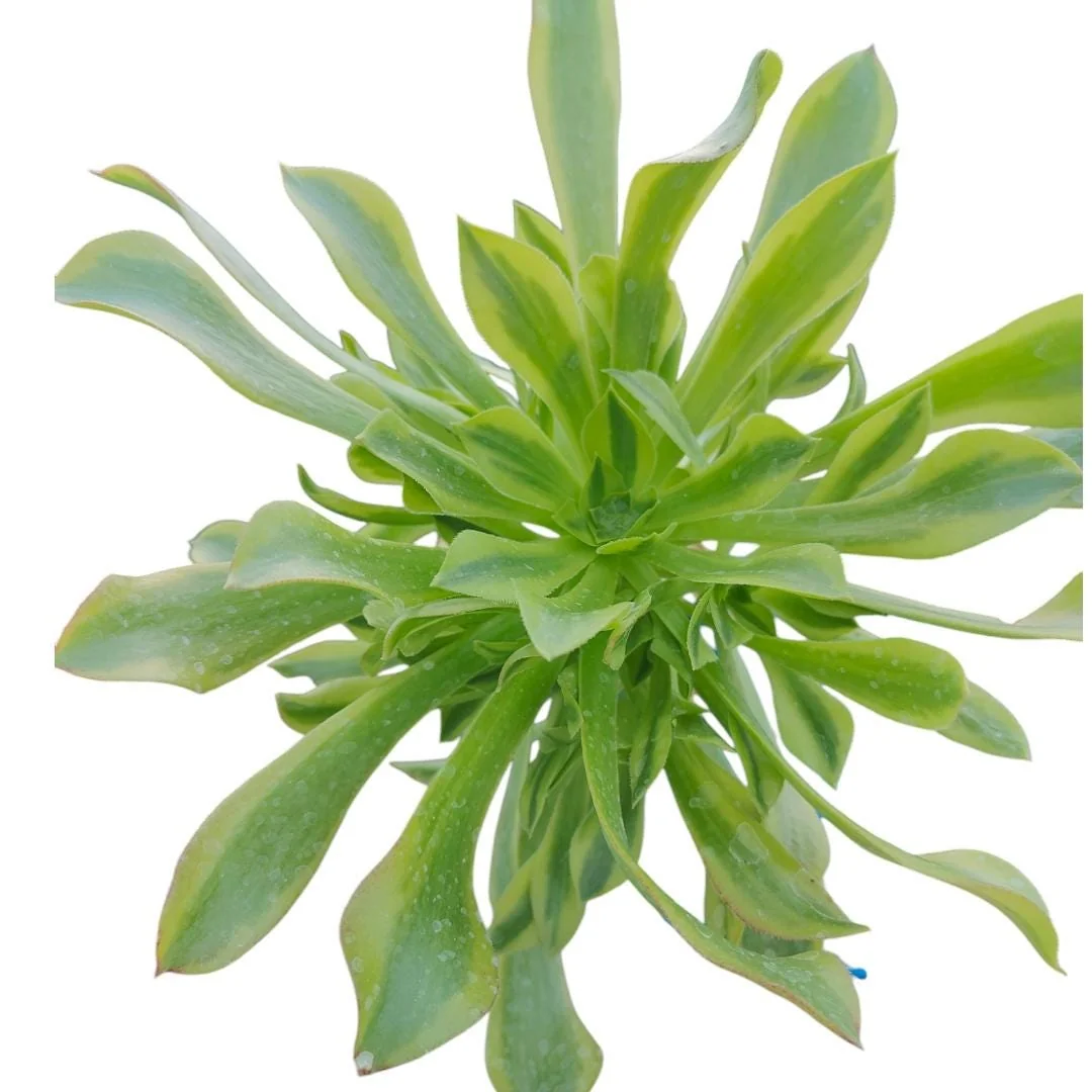 Aeonium Green Lemon Succulent Plant – Live Succulent – Easy Care Houseplant - Image 3