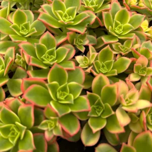 Aeonium Kiwi Live Succulent Plant – 4 inch Rosette – Colorful Houseplant - Image 4