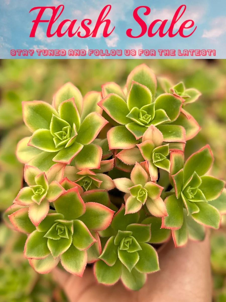 Aeonium Kiwi Live Succulent Plant – 4 inch Rosette – Colorful Houseplant - Image 1