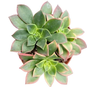 Aeonium Kiwi Succulent Live Plant - Green Yellow Pink Rosettes - Image 3