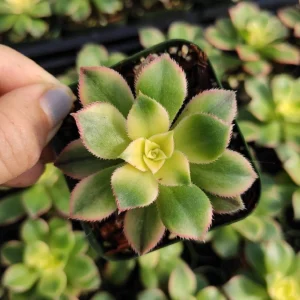 Aeonium Kiwi Succulent Live Plant - Green Yellow Pink Rosettes - Image 1