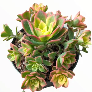 Aeonium Kiwi Succulent Live Plant - Green Yellow Pink Rosettes - Image 6