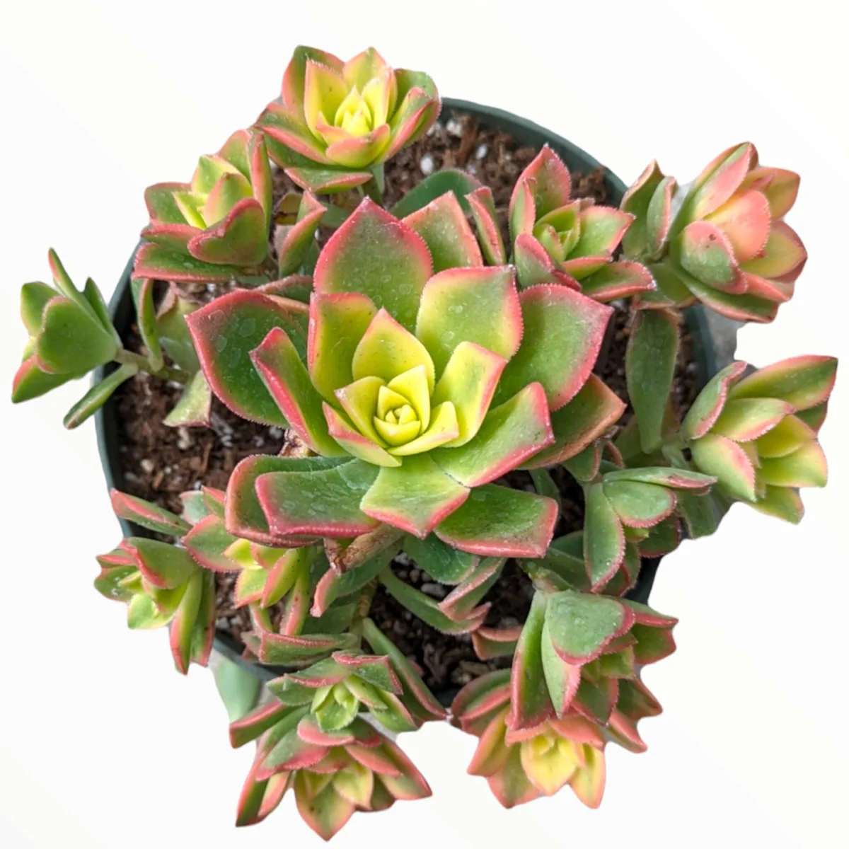 Aeonium Kiwi Succulent Live Plant - Green Yellow Pink Rosettes - Image 7