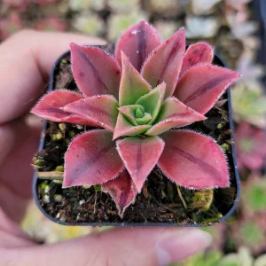 Aeonium Leucoblepharum Live Succulent Plant - Drought Tolerant Houseplant - Image 6