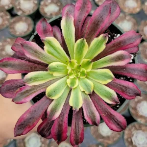 Aeonium 'Mardi Gras' Succulent Plant - Live Crassulaceae, Yellow, Green & Pink - Image 1