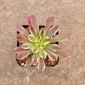 Aeonium 'Mardi Gras' Succulent Plant - Live Crassulaceae, Yellow, Green & Pink - Image 5