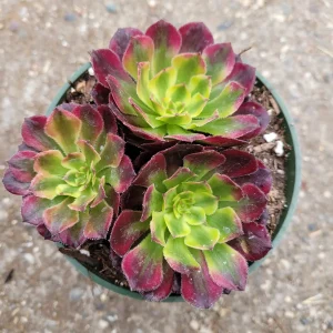 Aeonium 'Mardi Gras' Succulent Plant - Live Crassulaceae, Yellow, Green & Pink - Image 7