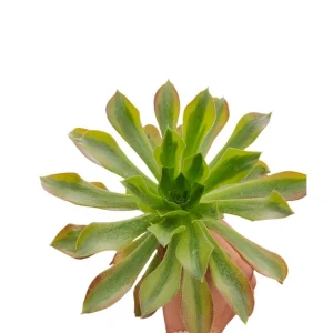 Aeonium Milky White Succulent Plant - Live Indoor Succulent for Home Decor - Image 2