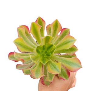 Aeonium Milky White Succulent Plant - Live Indoor Succulent for Home Decor - Image 1
