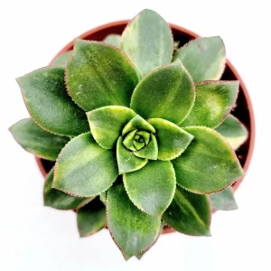 Aeonium 'Moonburst' Succulent Plant - Live Indoor/Outdoor Succulent - Image 2