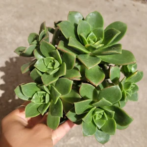 Aeonium 'Moonburst' Succulent Plant - Live Indoor/Outdoor Succulent - Image 6