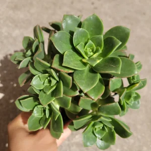 Aeonium 'Moonburst' Succulent Plant - Live Indoor/Outdoor Succulent - Image 7