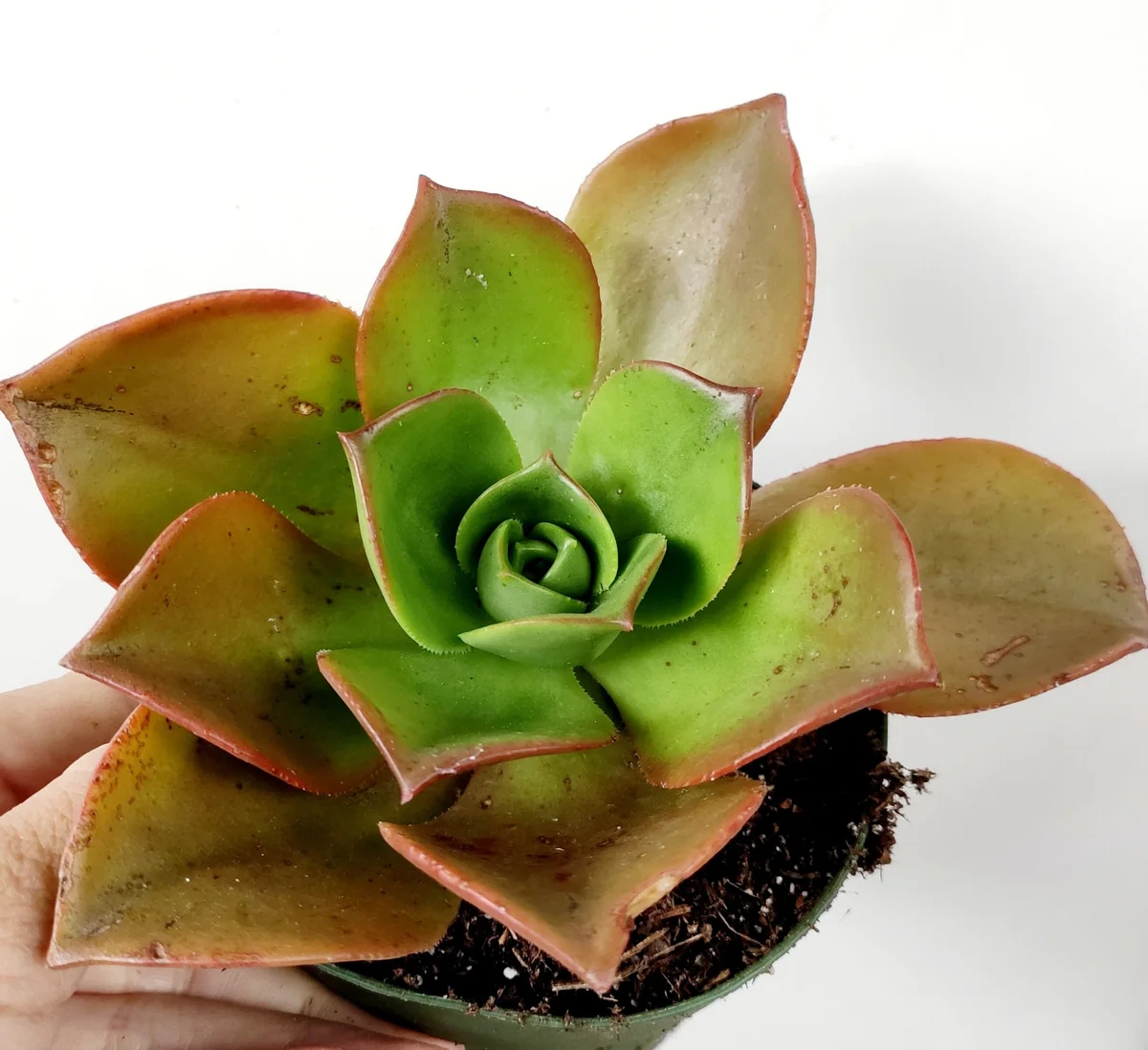 Aeonium Nobile Succulent Live Plant - Unique Rosette, Yellow-Green Leaves - Image 2
