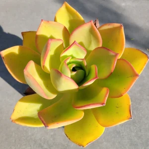 Aeonium Nobile Succulent Live Plant - Unique Rosette, Yellow-Green Leaves - Image 5