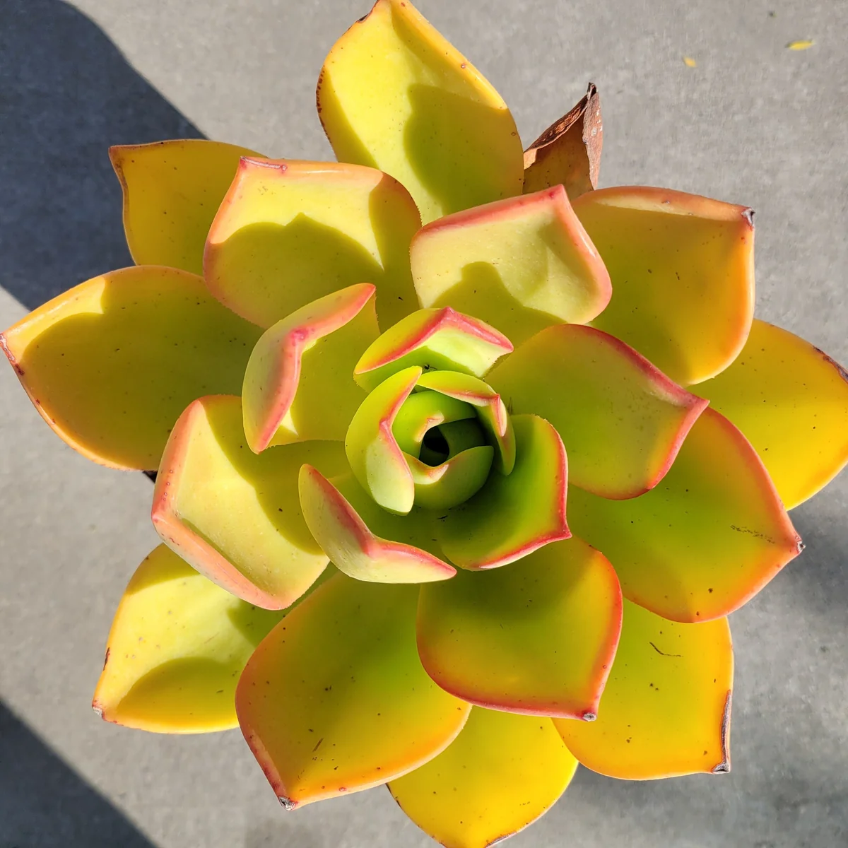 Aeonium Nobile Succulent Live Plant - Unique Rosette, Yellow-Green Leaves - Image 6