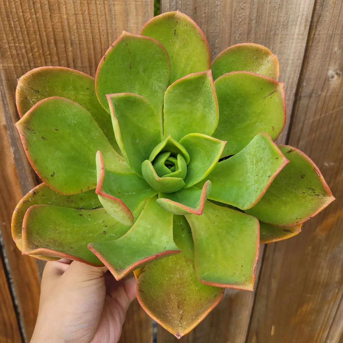 Aeonium Nobile Succulent Live Plant - Unique Rosette, Yellow-Green Leaves - Image 8