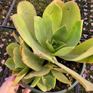 Aeonium Nobile Succulent Live Plant - Unique Rosette, Yellow-Green Leaves - Image 9