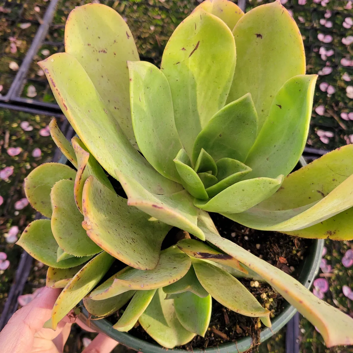 Aeonium Nobile Succulent Live Plant - Unique Rosette, Yellow-Green Leaves - Image 9