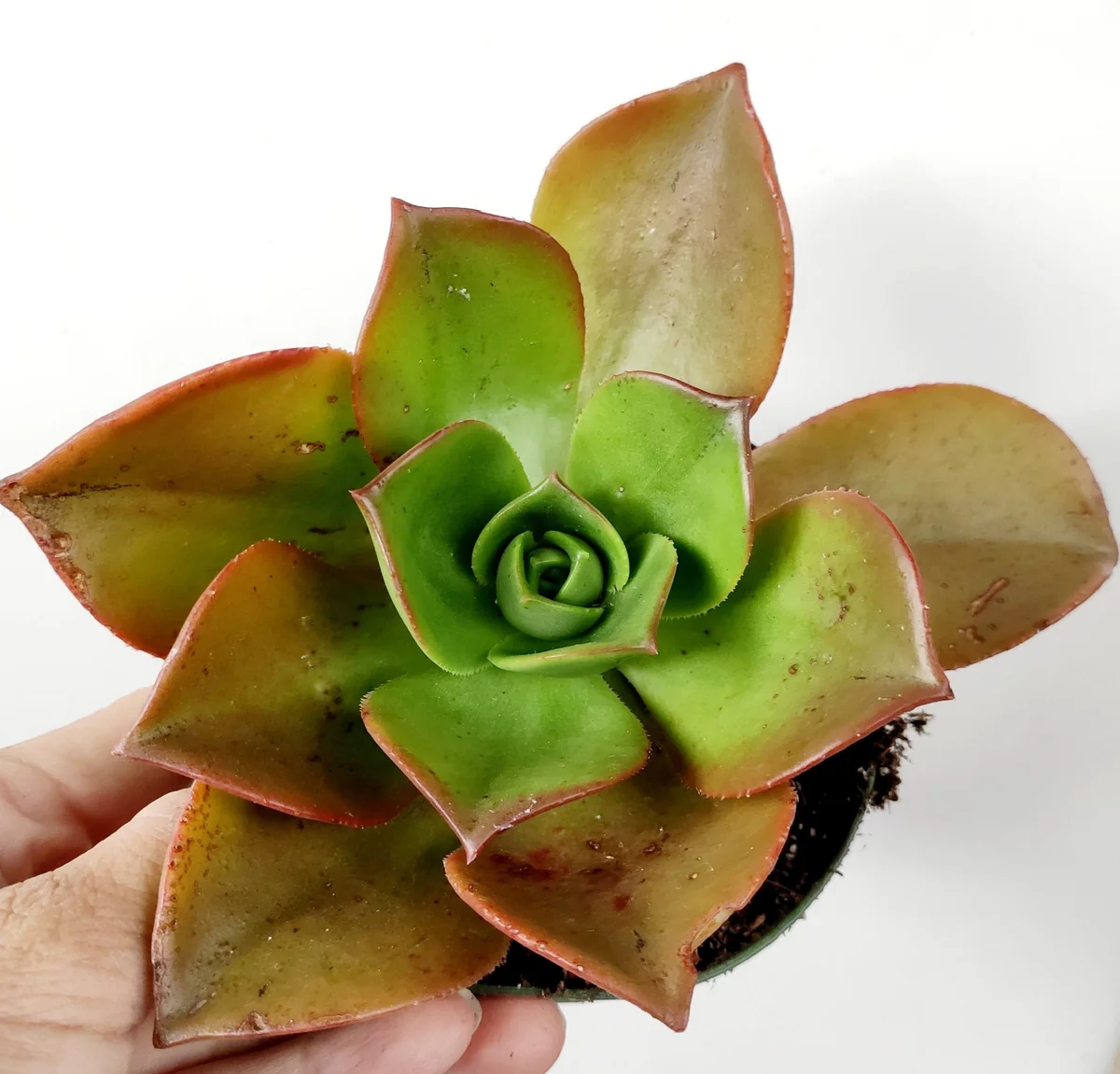Aeonium Nobile Succulent Live Plant - Unique Rosette, Yellow-Green Leaves - Image 1