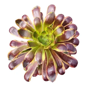 Aeonium O'Carrie Succulent Plant – Live Houseplant – 2 Inch or 4 Inch Pot - Image 4