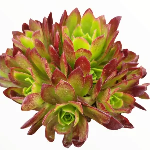 Aeonium 'Phoenix Flame' Live Succulent Plant - Dark Red & Green Rosettes, 6-12 inches - Image 2