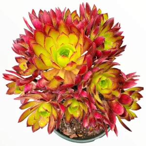 Aeonium 'Phoenix Flame' Live Succulent Plant - Dark Red & Green Rosettes, 6-12 inches - Image 3