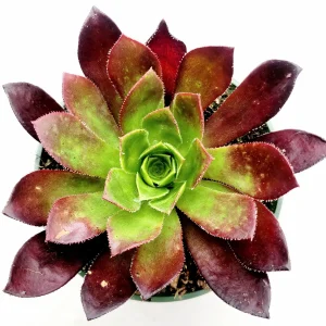 Aeonium 'Phoenix Flame' Live Succulent Plant - Dark Red & Green Rosettes, 6-12 inches - Image 7