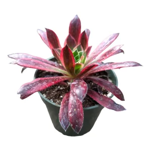 Aeonium 'Phoenix' Variegata Succulent Plant – Live Succulent – 2-4 Inch Pot – Indoor/Outdoor - Image 2