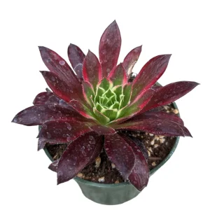 Aeonium 'Phoenix' Variegata Succulent Plant – Live Succulent – 2-4 Inch Pot – Indoor/Outdoor - Image 3