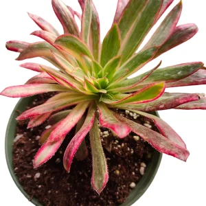 Aeonium 'Phoenix' Variegata Succulent Plant – Live Succulent – 2-4 Inch Pot – Indoor/Outdoor - Image 5
