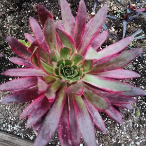 Aeonium 'Phoenix' Variegata Succulent Plant – Live Succulent – 2-4 Inch Pot – Indoor/Outdoor - Image 7