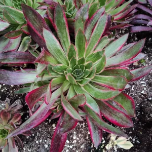 Aeonium 'Phoenix' Variegata Succulent Plant – Live Succulent – 2-4 Inch Pot – Indoor/Outdoor - Image 8