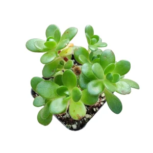 Aeonium Saundersii Pinheads 'Little Fox' Live Succulent Plant - Easy Care - Image 3